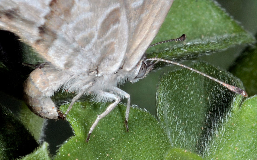 Cacyreus marshalli